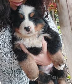 Bovaro del bernese femmine