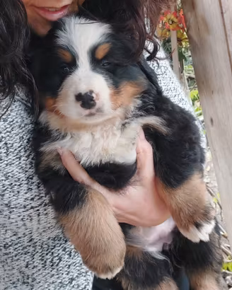 Bovaro del bernese femmine