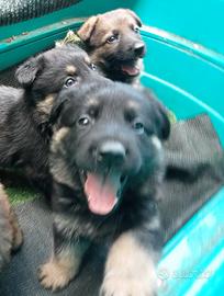 Cuccioli di pastore tedesco