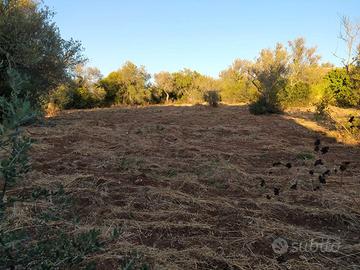 Sassari - Terreno mq. 6000 loc. Pischina Ruia