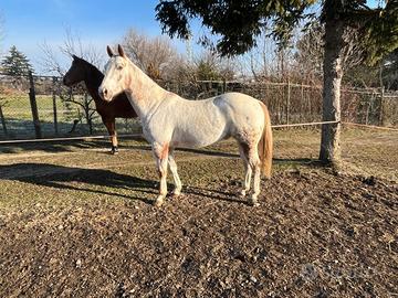 Castrone Appaloosa