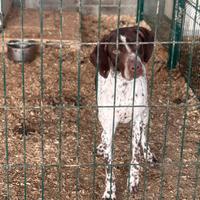 Bracchi francese dei Pirenei