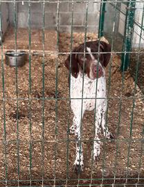 Bracchi francese dei Pirenei