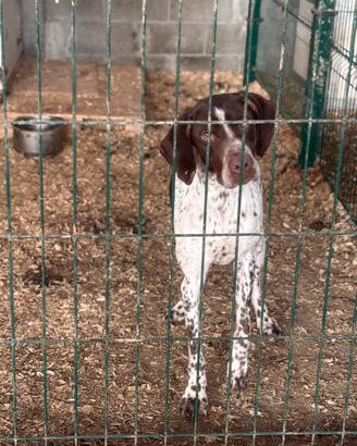 Bracchi francese dei Pirenei