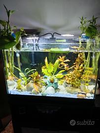 acquario 