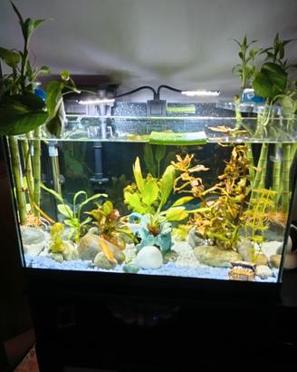 acquario 