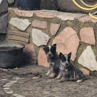 Cuccioli di Australian Cattle dog