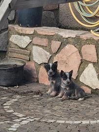 Cuccioli di Australian Cattle dog