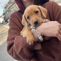 Cucciolo maschio bassotto mix jack russell