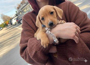 Cucciolo maschio bassotto mix jack russell