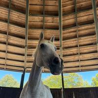 Mezza fida cavalla araba