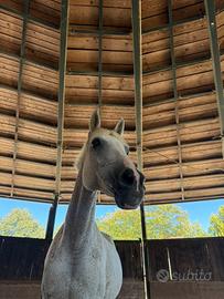 Mezza fida cavalla araba