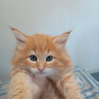 Norvegesino delle foreste