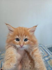 Norvegesino delle foreste