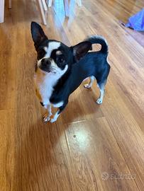 Chihuahua