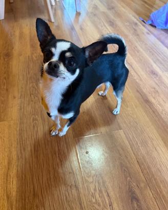 Chihuahua