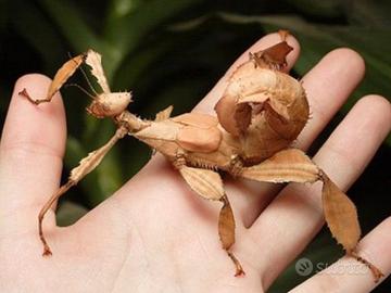 Insetto foglia secca extatosoma tiaratum