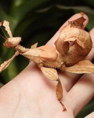 Insetto foglia secca extatosoma tiaratum