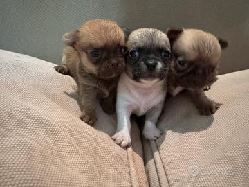Cucciolo Chihuahuha cioccolato