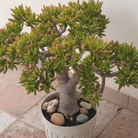 Bonsai gigante di Crassula