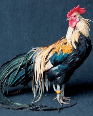 Galline phoenix