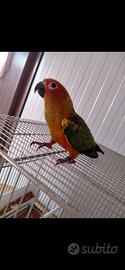 Disponibili coppie adulte