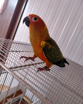 Disponibili coppie adulte