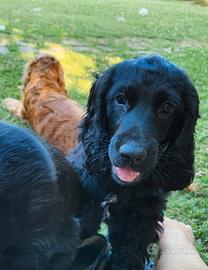 Cucciolo di Cocker