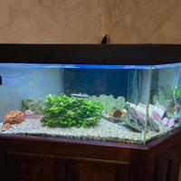 Acquario angolare 300 litri