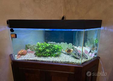 Acquario angolare 300 litri