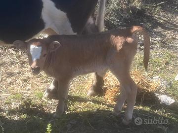 Vitellino incrocio limousin 10 giorni maschio