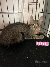 Lilith gattina di 3 mesi