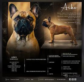 Monta disponibile Bouldogue francese