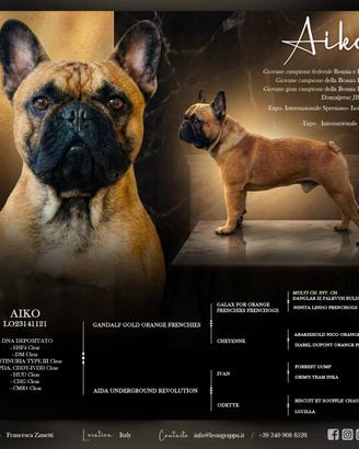 Monta disponibile Bouldogue francese