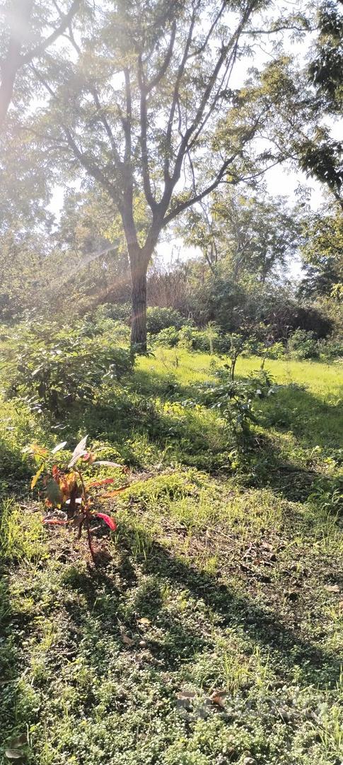 Terreno noci e nocciole a Striano - Vista 4