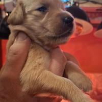 Golden Retriever 100% Americano