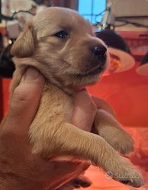Golden Retriever 100% Americano