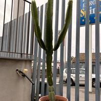 Tris di Piante Grasse Grandi e Resistenti