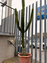 Tris di Piante Grasse Grandi e Resistenti