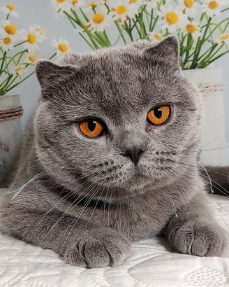 Scottish Fold Micol