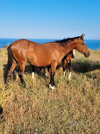 Cavalli sella italiano