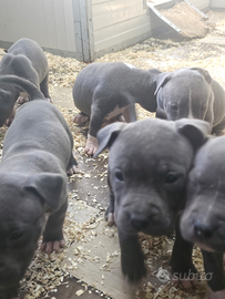 Cuccioli amstaff