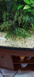 piante per acquario 