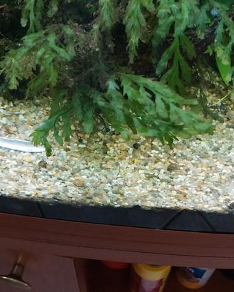 piante per acquario 