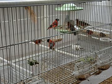 Cardinalini