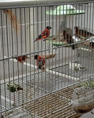 Cardinalini