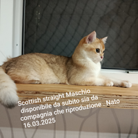 Gatto maschio nato 16.03.2025