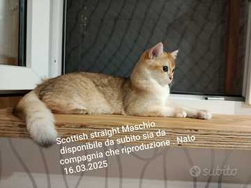 Gatto maschio nato 16.03.2025