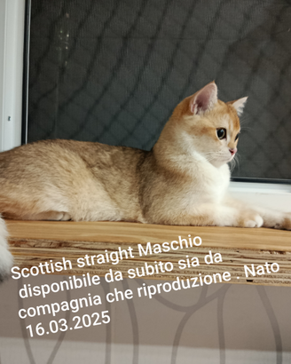 Gatto maschio nato 16.03.2025