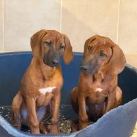 Cuccioli di Rhodesian ridgeback